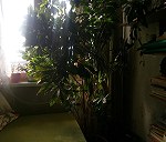 roślina doniczkowa - kroton (2 m wysokość)