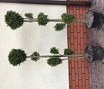 Drzewka bonsai tuje w doniczkach - 2 sztuki