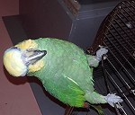 Papuga z klatką