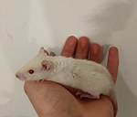 1 szczurek w transporterze