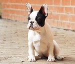 French bulldog pup