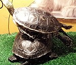 2 żółwie żóltolice w wieku 2 lat o rozmiarach skorup rzedu kilkunastu cm