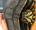 1 żółw żółtolicy