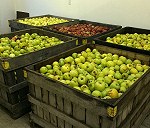 Apples - 4 pallets