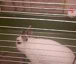 1 królik