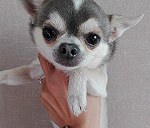 1 Chihuahua