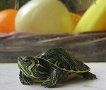 Żółw wodno-lądowy (mały - 10 cm)