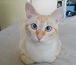 1 Domestic Shorthair Cat.