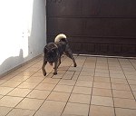1 perro grande raza akita