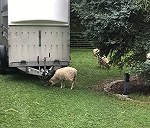 15 Mini Schafe Quessant