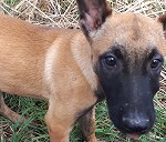 1 pastor belga malinois cachorro de 3 meses y medio