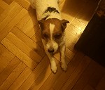 Jack Russell terrier do 10kg