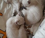 3 gatinhos