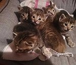5 gatitos