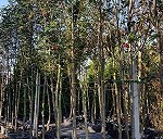 drzewko w donicy o wysokości 5,5 m (obwód pnia 10 cm) korona łatwa do związania