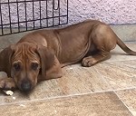 1 chachorro de 10 semanas Murcia-Valencia