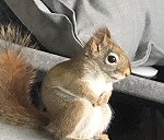 Mała wiewiórka