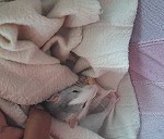 Una rata bebé