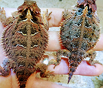 2 phrynosoma orbiculare/lizards