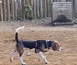 1 beagle tricolor