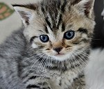 BKH Kitten Baby Katze