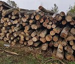 150 sztuk słupków drewnianych długości 2,5 m