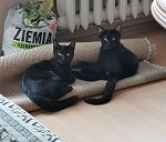 2 koty