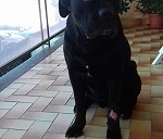 Pies, cane corso - włoski mastiff