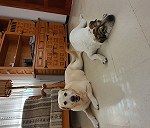 Piseki Sharpeii + Labrador 