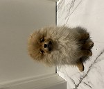 Dog (Pomeranian)