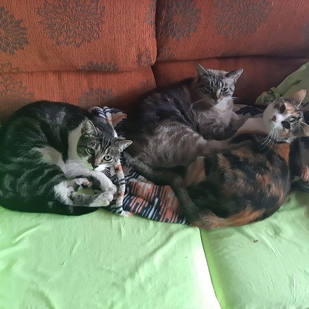 Gatos x 4