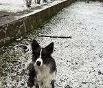 Pies Aiden, ( official name in documents: Desmond) border-collie