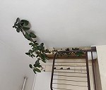 Duża roślina fikus o wysokości około 2 metrów