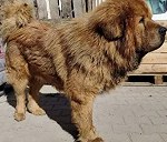 Możliwość przewozu psa Kaukaz mastif natury agresywnej