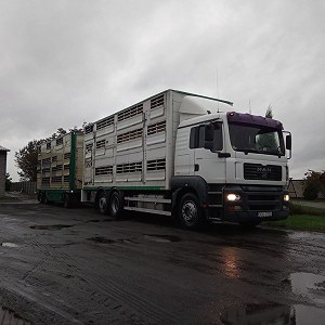 Transport zwierzęta